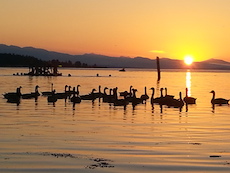 Parksville Hotels Across from ocean